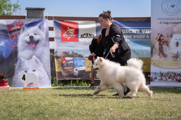 Samojed Klub SK – 9. května 2026