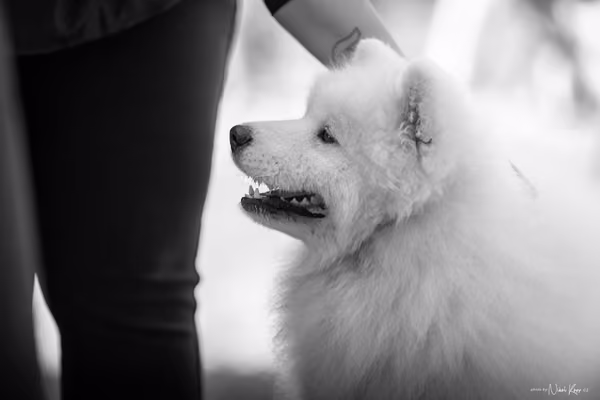 Samojed Klub SK – 9. května 2026