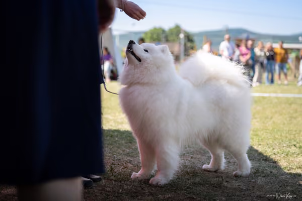Samojed Klub SK – 9. května 2026