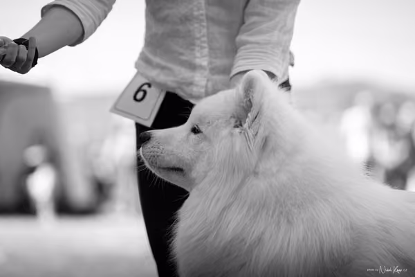 Samojed Klub SK – 9. května 2026