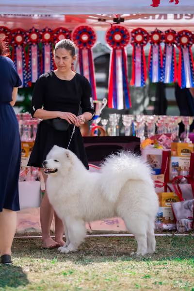 Samojed Klub SK – 9. května 2026