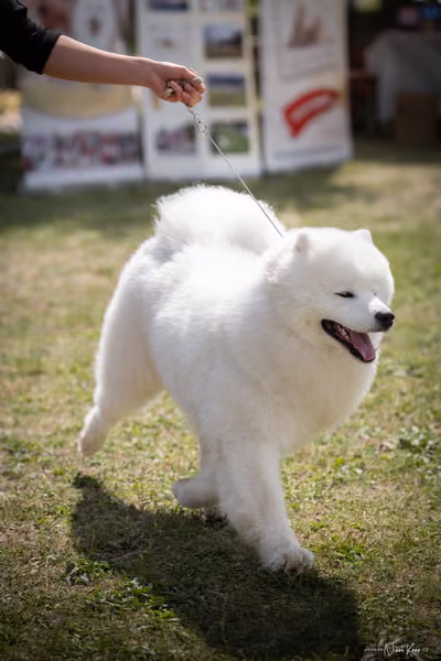 Samojed Klub SK – 9. května 2026