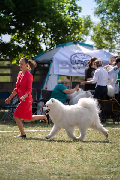 Samojed Klub SK – 9. května 2026