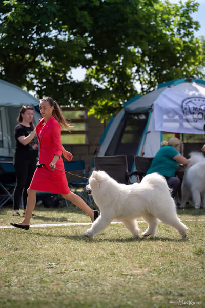 Samojed Klub SK – 9. května 2026