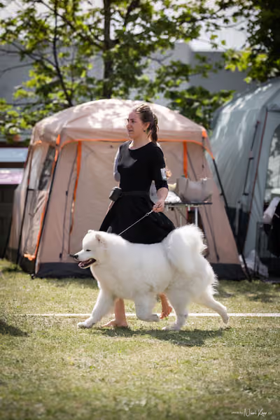 Samojed Klub SK – 9. května 2026