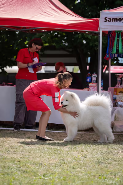 Samojed Klub SK – 9. května 2026