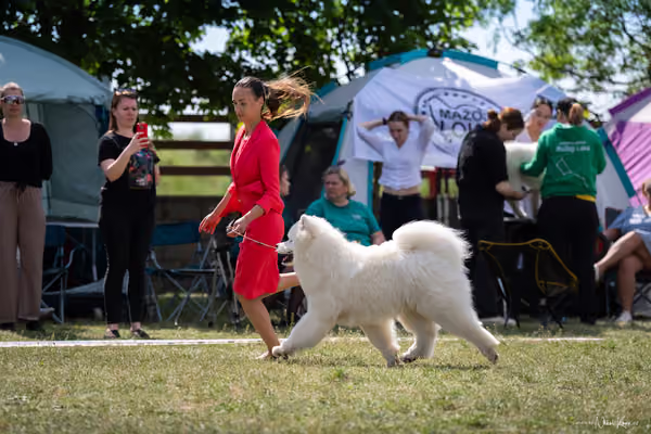 Samojed Klub SK – 9. května 2026