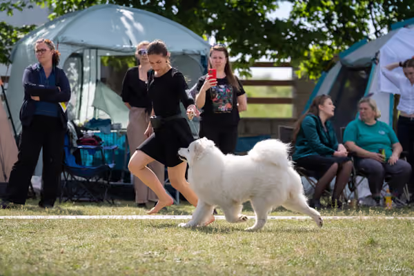 Samojed Klub SK – 9. května 2026