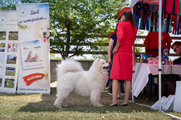 Samojed Klub SK – 9. května 2026