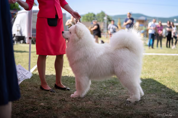 Samojed Klub SK – 9. května 2026