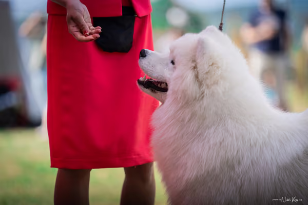 Samojed Klub SK – 9. května 2026