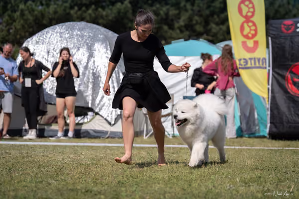 Samojed Klub SK – 9. května 2026
