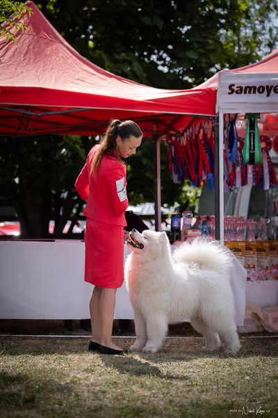 Samojed Klub SK – 9. května 2026