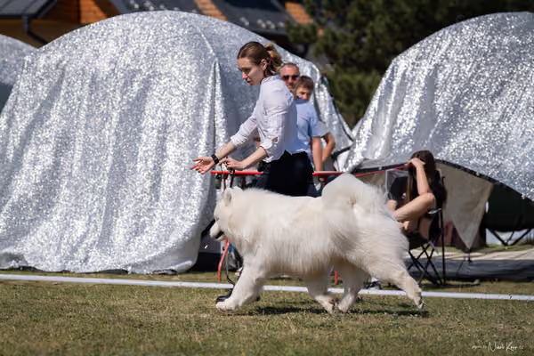Samojed Klub SK – 9. května 2026