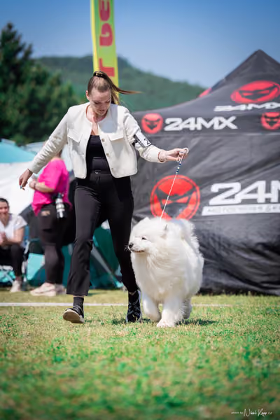 Samojed Klub SK – 9. května 2026