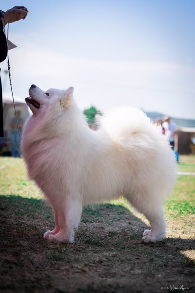 Samojed Klub SK – 9. května 2026
