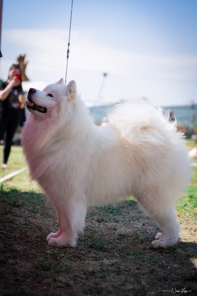 Samojed Klub SK – 9. května 2026