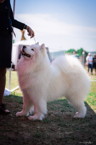 Samojed Klub SK – 9. května 2026