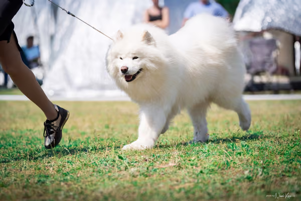 Samojed Klub SK – 9. května 2026