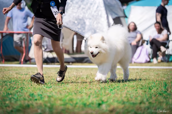Samojed Klub SK – 9. května 2026