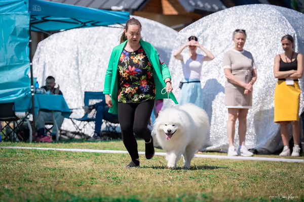 Samojed Klub SK – 9. května 2026