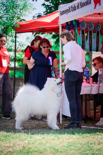 Samojed Klub SK – 9. května 2026