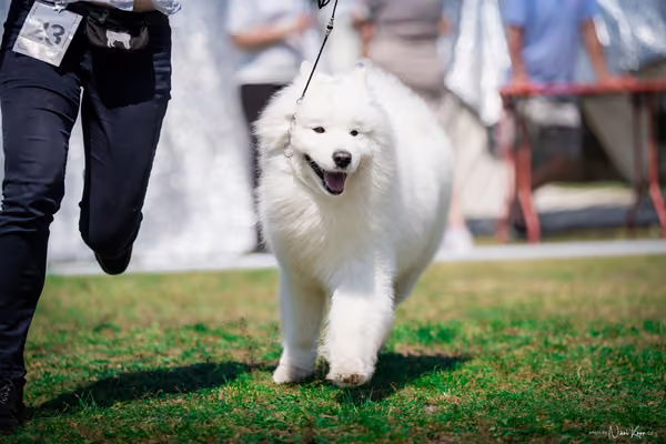 Samojed Klub SK – 9. května 2026