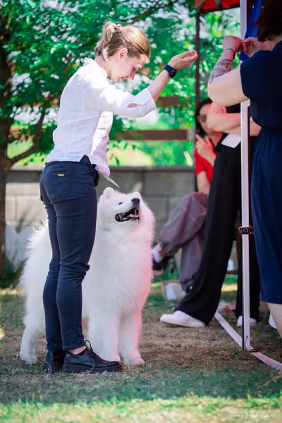 Samojed Klub SK – 9. května 2026