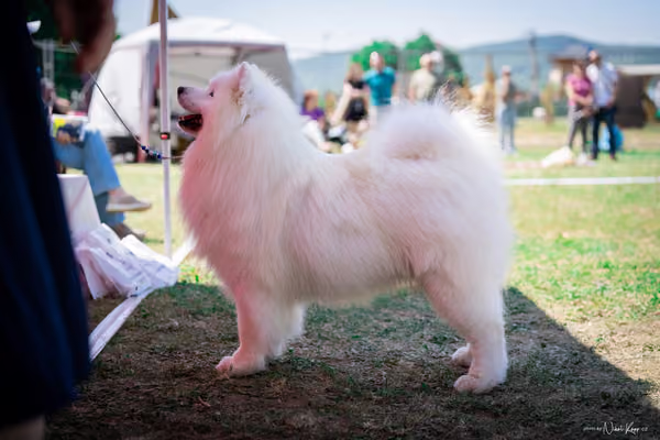 Samojed Klub SK – 9. května 2026