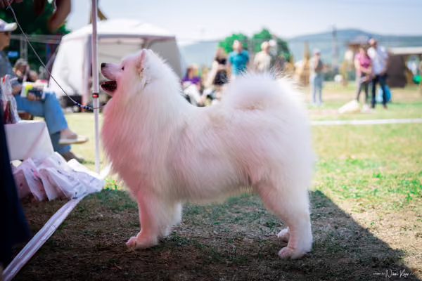 Samojed Klub SK – 9. května 2026
