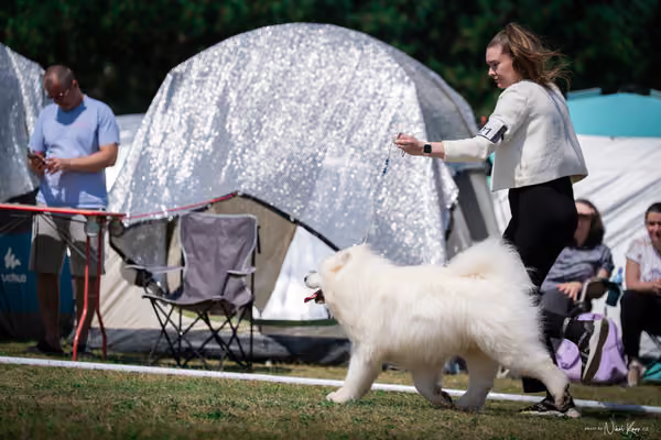 Samojed Klub SK – 9. května 2026
