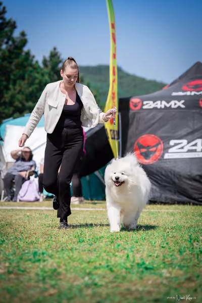 Samojed Klub SK – 9. května 2026