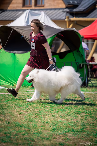 Samojed Klub SK – 9. května 2026