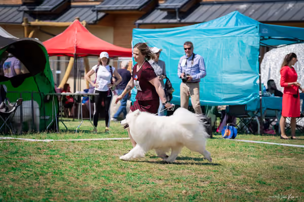 Samojed Klub SK – 9. května 2026