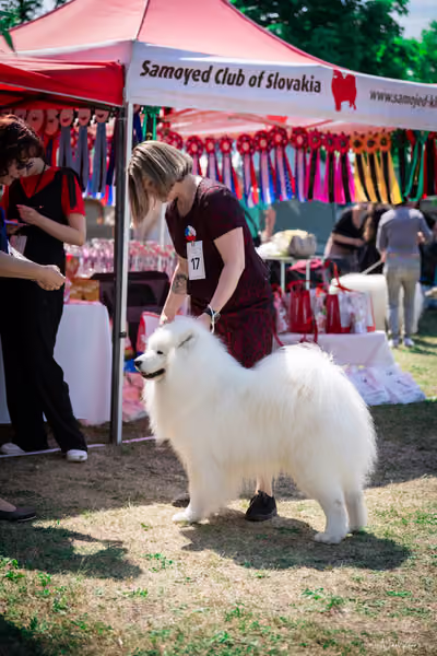 Samojed Klub SK – 9. května 2026