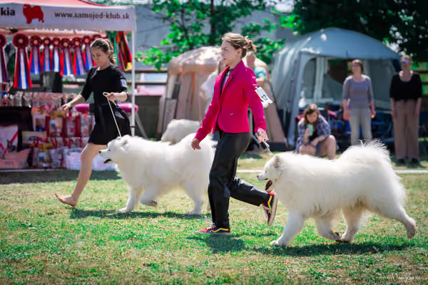 Samojed Klub SK – 9. května 2026