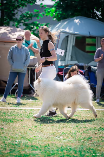 Samojed Klub SK – 9. května 2026
