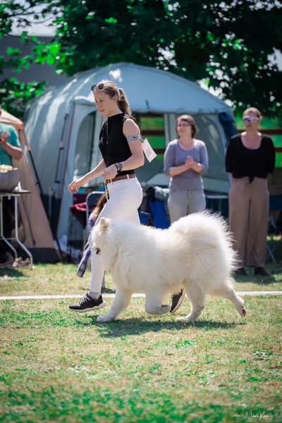 Samojed Klub SK – 9. května 2026
