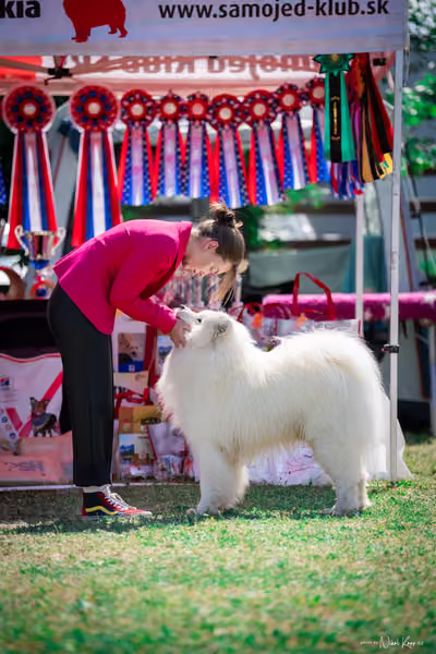 Samojed Klub SK – 9. května 2026
