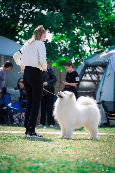 Samojed Klub SK – 9. května 2026