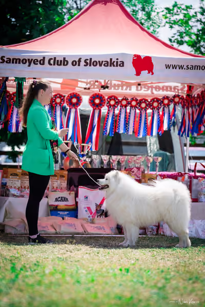 Samojed Klub SK – 9. května 2026