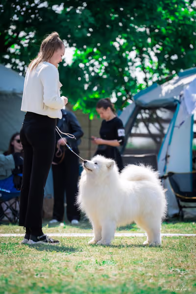 Samojed Klub SK – 9. května 2026