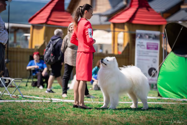 Samojed Klub SK – 9. května 2026