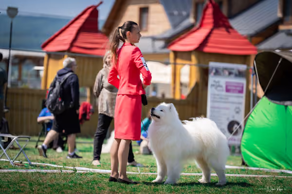 Samojed Klub SK – 9. května 2026