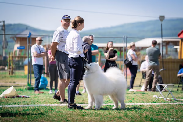 Samojed Klub SK – 9. května 2026
