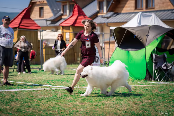 Samojed Klub SK – 9. května 2026