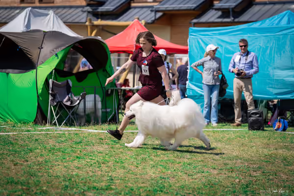 Samojed Klub SK – 9. května 2026