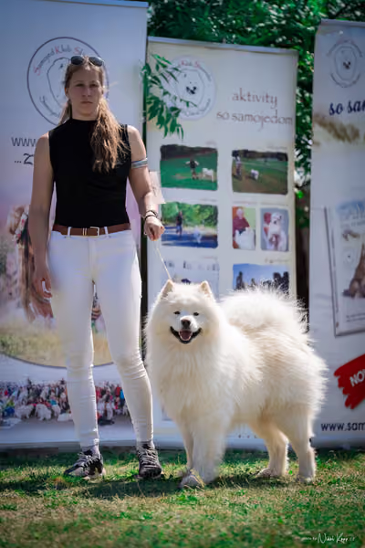 Samojed Klub SK – 9. května 2026