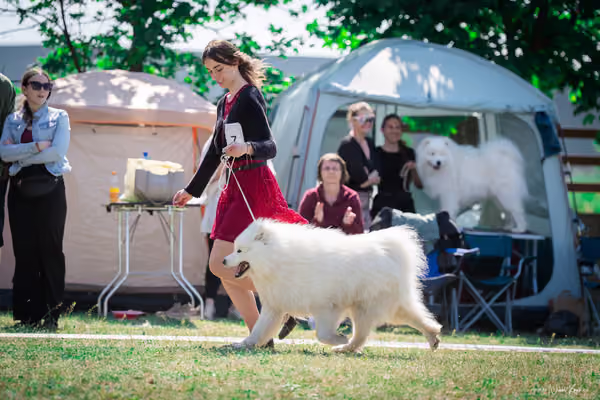 Samojed Klub SK – 9. května 2026
