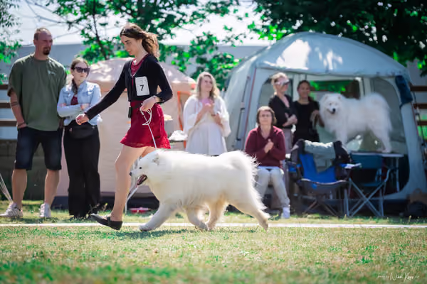 Samojed Klub SK – 9. května 2026